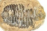 Fossil Calymene Trilobite In Nodule (Pos/Neg) - Morocco #251744-1